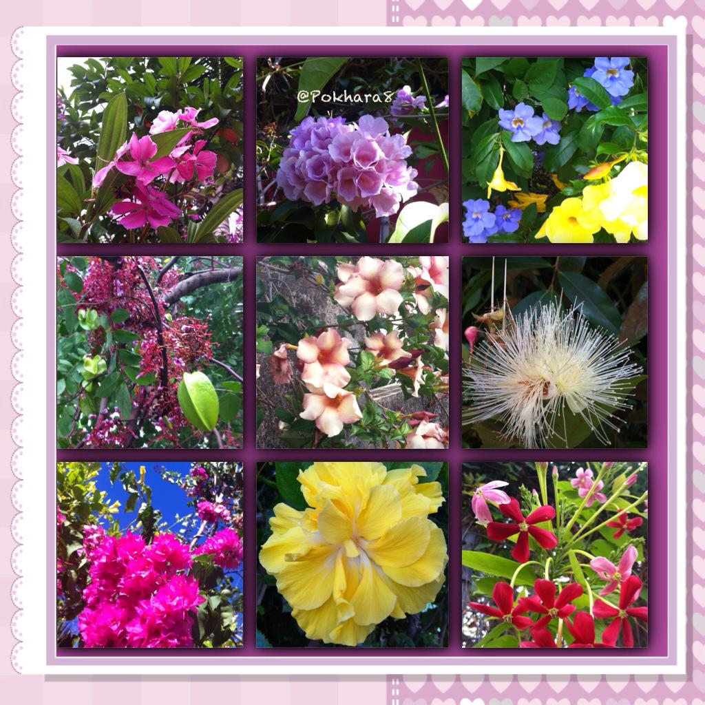 🌸 HI ma #TL #team974 #TeamFlowers  #LaRéunion #voyage #nature #iPhoneography #flowers @copieurcolleur @rafffffa1986 🌸