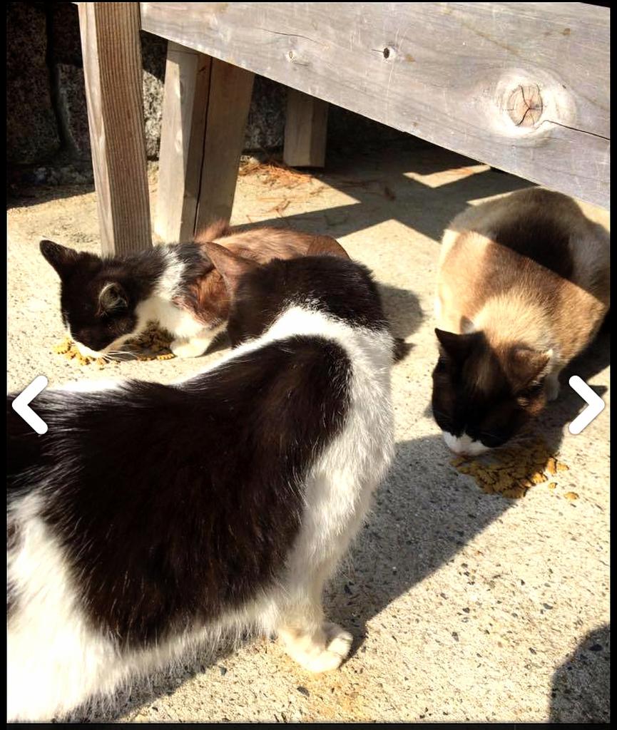 イトハルママ 拡散 沢山の猫が一度に死んで話題になった猫島 真鍋島を覚えてますか 現地に行った猫保護活動をしている友人のblogです 沢山の方に知ってもらいたいです お願いします エンネコblog Http T Co 4wxcagv77c Http T Co Zbhnf48swp イトハルママ 拡散 沢山の猫が一度に死んで話題になった猫島 真鍋島を覚えてますか 現地に行った猫保護活動をしている友人のblogです 沢山の方に知ってもらいたいです お願いします エンネコblog Http T Co 4wxcagv77c Http T Co Zbhnf48swp