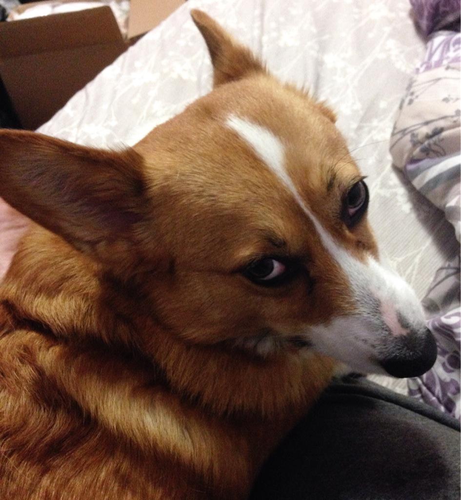 Lifewithigor's tweet image. This is the face you get when you stop petting Marvin. #likereally #itsmonday #petmehuman #corgiproblems