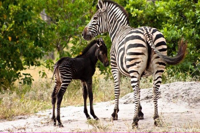 OpRoar's tweet photo. Wildlife belongs in the wild. http://t.co/McQDS45Fbz