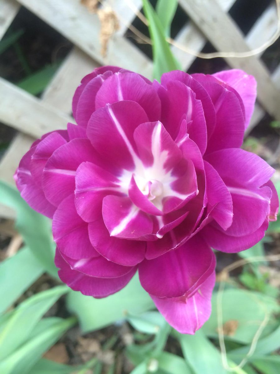 flower bulbs now blooming at the house which were previously growing at, and kindly gifted by, #kauffmangardens