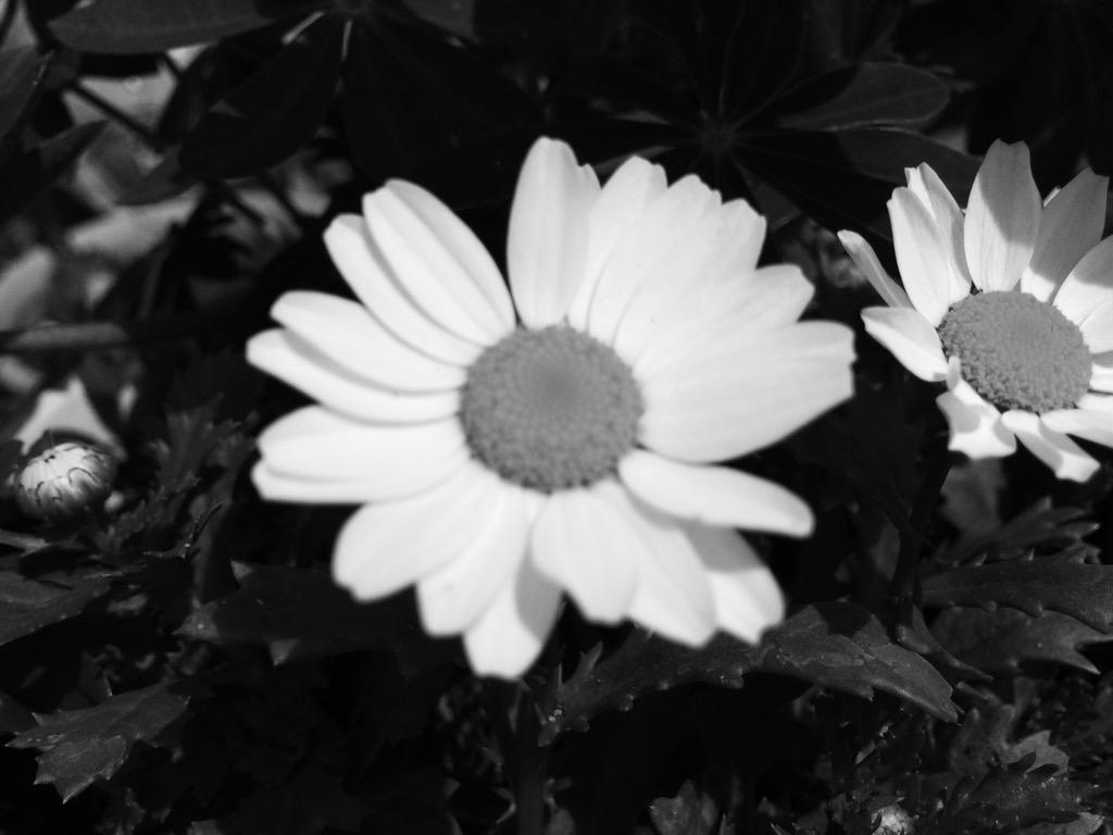 春の嵐が来る前に、暖かい風が吹く前に、重いコートは脱ぎ捨てなければ、歩けないようなそんな気がして………。唄って聴かせたら、白い歯見せて微笑んでいた。
明日も雨、ウインドの雫が今、流れ落ちた。