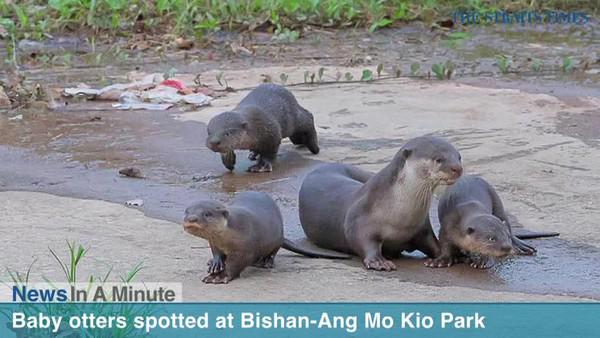 The Straits Times (@STcom) | Twitter