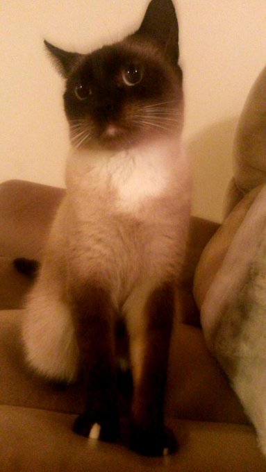 Happy 2nd birthday to my sweet little princess Mushi 💕👑🎉 http://t.co/fjrNxVzyZW