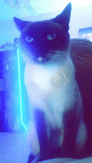 Happy 2nd birthday to my sweet little princess Mushi 💕👑🎉 http://t.co/fjrNxVzyZW
