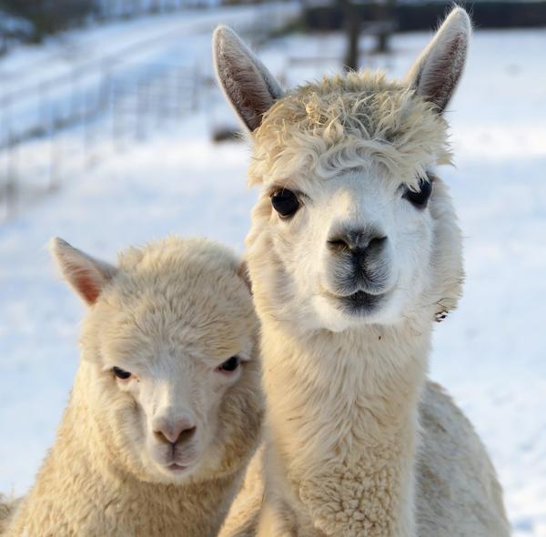 MinaKow001's tweet photo. Cute llamas :-)
#cute #llama #niceanimals #animal #lovely http://t.co/01w6bSJxwM