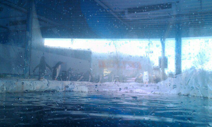 tugaeva_e's tweet photo. А Вы знаете где живут пингвины?! А мы знаем -в Legolend!!! http://t.co/gMnyo4DROS