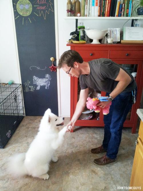 ggluvcats's tweet photo. หมาพันธุ์ซามอยด์ตัวนี้ชื่อบัฟฟี่ เจ้าของเลี้ยงมันตั้งแต่ยังตัวเล็กๆจนตอนนี้ตัวใหญ่โบ้มๆ ปล.เจ้าของแลดูอบอุ่น+ฮอทอะแกร http://t.co/uuw8ga31rY