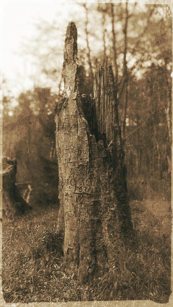 1CraigFish's tweet photo. Sad remnants of a mighty old tree in Gore Glen #Scotland shot with #HTCOneM8 #UFocus #Pixlr #oldschool #Graffiti http://t.co/HF0eWpnQ9F