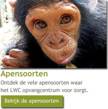 Onze nieuwe website is in de lucht ! weesaapjes.nl