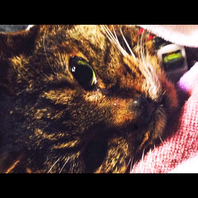 ドレミちゃん、私の顔見て立とうとしてくれた。20年近くよく頑張って生きたね。カメラ構えたら目を開けてくれた。今夜あたりお迎えがくるかな？ http://t.co/yLn22pbEts<a href="/tag/%E3%83%9A%E3%83%83%E3%83%88%E3%82%B7%E3%83%A7%E3%83%83%E3%83%97"class="tags"><span>#ペットショップ</span></a>