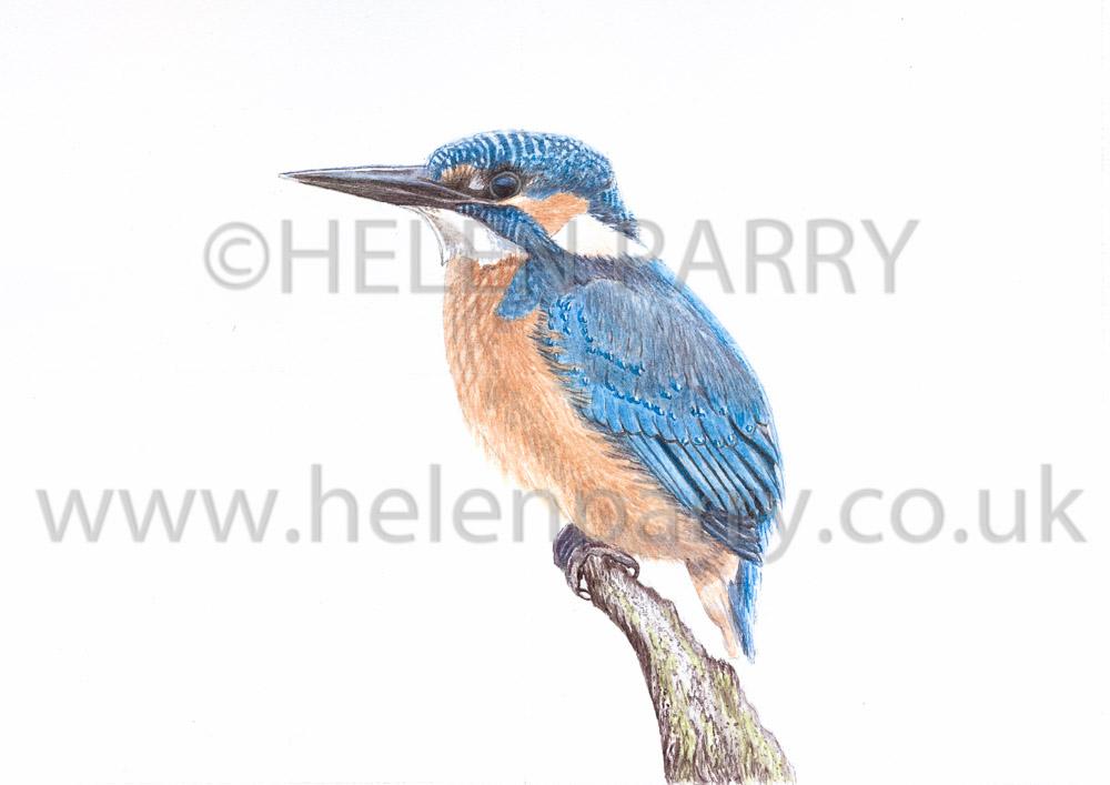 helenparryart's tweet photo. Kingfisher
Fine Art Giclee Prints
on 330gsm Somerset Velvet
http://t.co/tnUWR3K6MJ
#HelenParry #watercolor #wildlife http://t.co/GGjSs4alG8