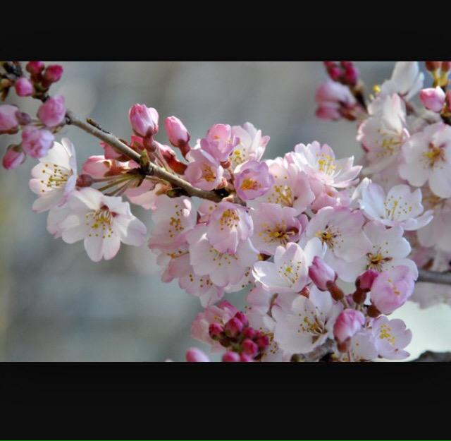 JuliaSimkute tweet picture