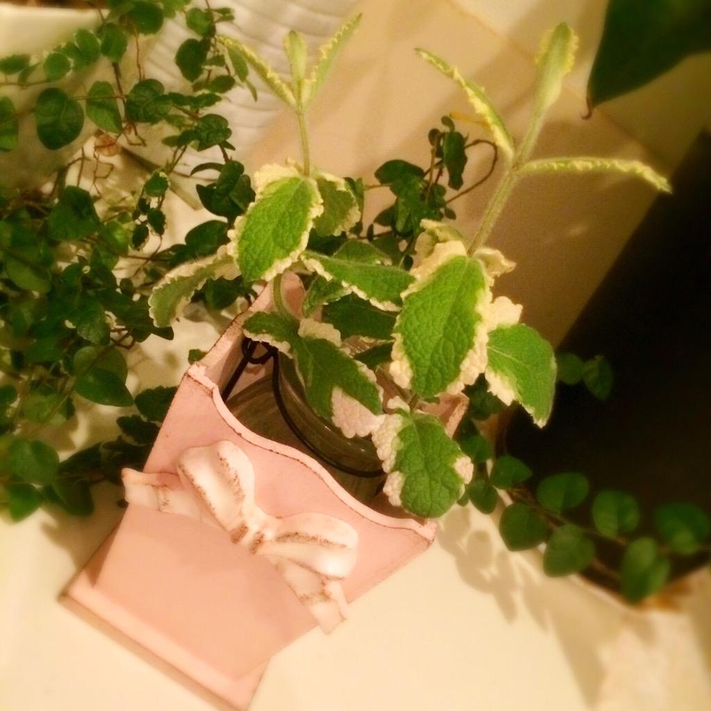 パイナップルミント Twitter Sogning