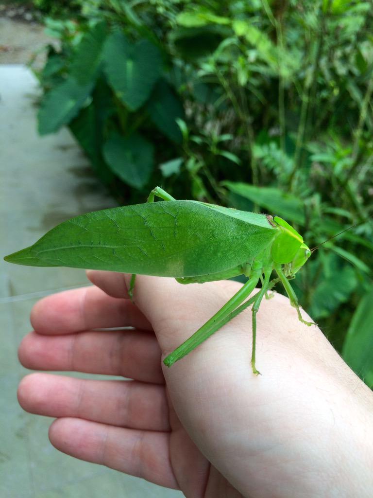lonelyplanet's tweet photo. Our mag editor for @LPTraveller  is in #Ecuador! MT @peter_grunert: Mr. Leaf insect, please can I have my hand back? http://t.co/TsGleHRcYi