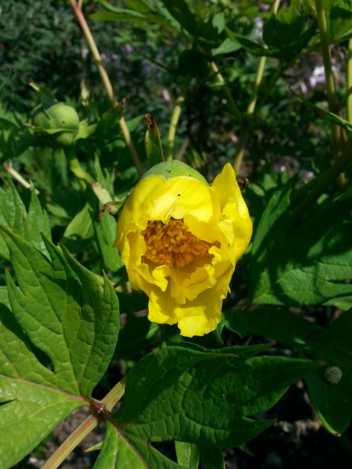 Not long now! #cornishsunshine bringing out the tree peony flowers.