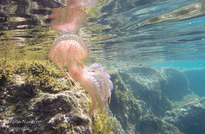 ¡El temporal marítimo de hace unos días arrastró medusas a la #CostaCálida!. #Águilas (#Murcia). Imagen: <a href="/Mario17N/">Mario Navarro</a>.