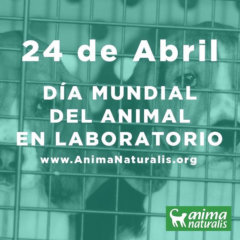 bearicoactriz's tweet photo. Sabes q a pesar d saber q el tabaco es maligno,se sigue probando en animales? @AnimaNaturalis #stopanimaltesting http://t.co/YZ8rY42sHC