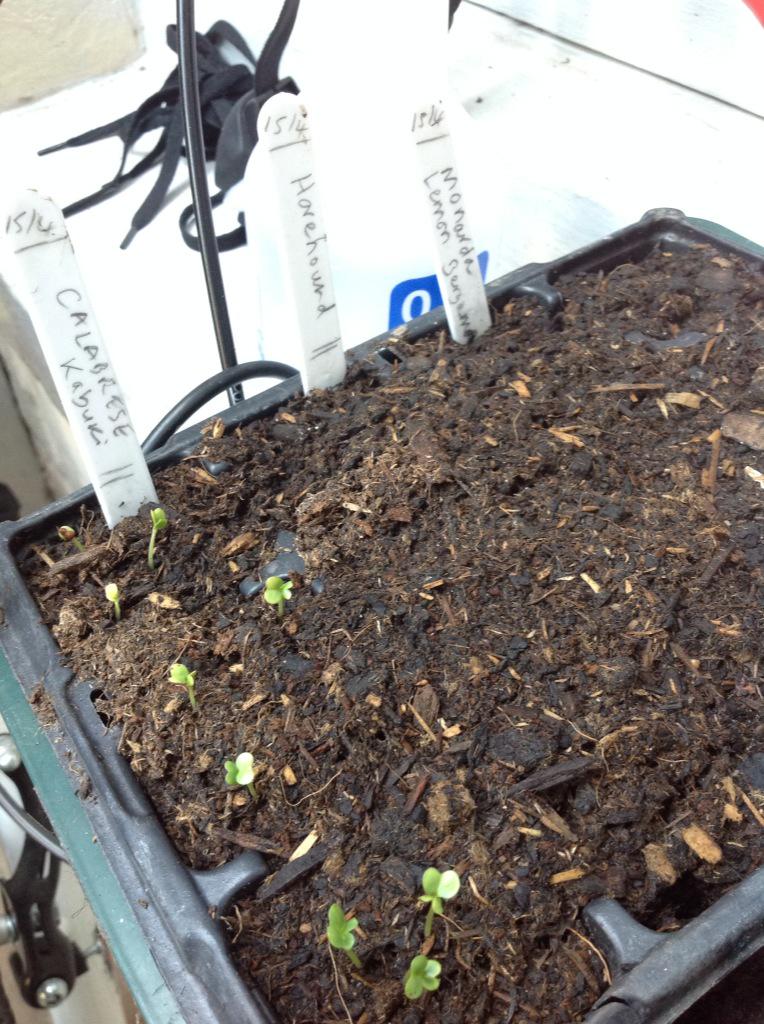 thegardenbird's tweet photo. Home sowings coming on quick #bottomheat #miniprop http://t.co/KhU5mG6fvL