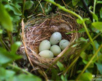 the_smallholder's tweet photo. RT @NWPRuralCrime: If you are trimming bushes or cutting trees at this time of year remember to check for nests .... http://t.co/XWbsShmeK5