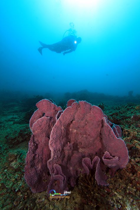 infoSumbar's tweet photo. Inilah Foto-Foto Yang Menunjukkan Keindahan Alam Bawah Laut Mandeh - http://t.co/k3zCXwxppw http://t.co/KC8TBqzmcj