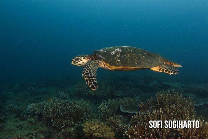 infoSumbar's tweet photo. Inilah Foto-Foto Yang Menunjukkan Keindahan Alam Bawah Laut Mandeh - http://t.co/k3zCXwxppw http://t.co/KC8TBqzmcj