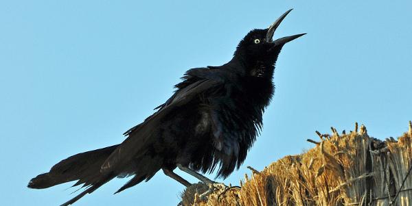 austinite_tips's tweet image. The worst thing about living in #Austin-- bit.ly/1zCd1Q1