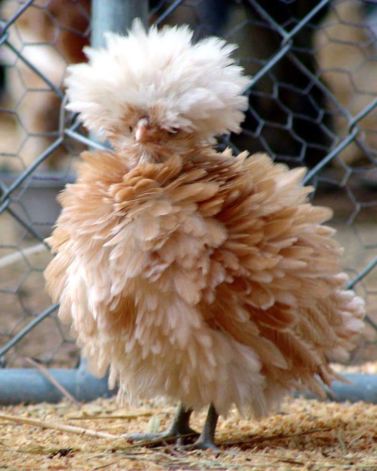 AstroTheMighty's tweet photo. This poodle chicken made me laugh! Things a #birddog find funny... #poodlechicken @swamppoodles http://t.co/9HQobPhHcP
