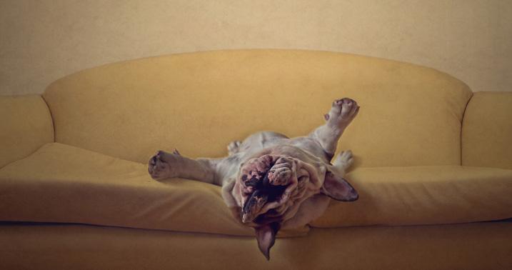 WoofGangSav's tweet photo. We start our Mondays with a good stretch! How do you start yours? #HappyMonday #Mondays #DogStretch #WoofGangBakery http://t.co/8A8R90LPZl