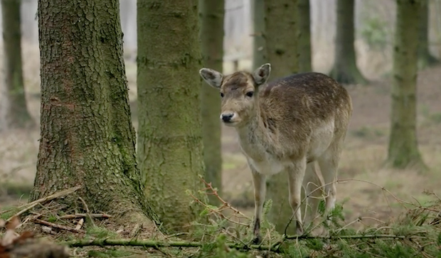 Markedsføring tweet media