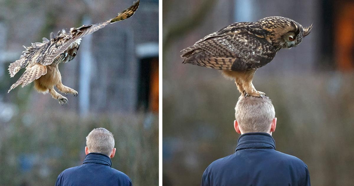сова сипуха птенец. пятнистая неясыть. поворот головы совы. филин сыч сипуха. совиные брови.