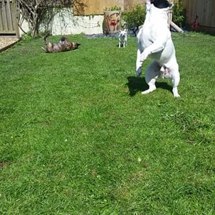 Frenchie_Cute's tweet image. #frenchie #frenchbulldog #flycatching #cutenessoverload #cuteness #pups #puppies #puplings findelight.net/frenbull_detai…