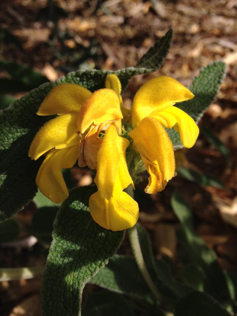 Bundogs's tweet photo. Phlomis 'Le Sud' adding a bit of colour to bed 10 #wbgbed10 #lambley #solidperformer http://t.co/gVkpvIoM5n