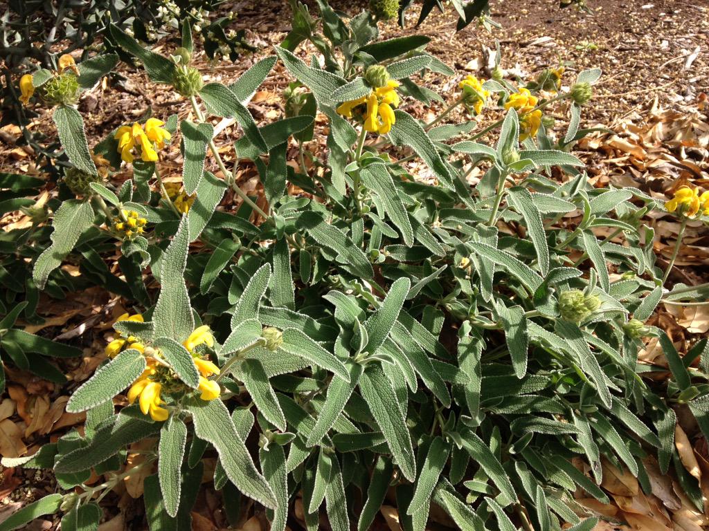 Bundogs's tweet photo. Phlomis 'Le Sud' adding a bit of colour to bed 10 #wbgbed10 #lambley #solidperformer http://t.co/gVkpvIoM5n
