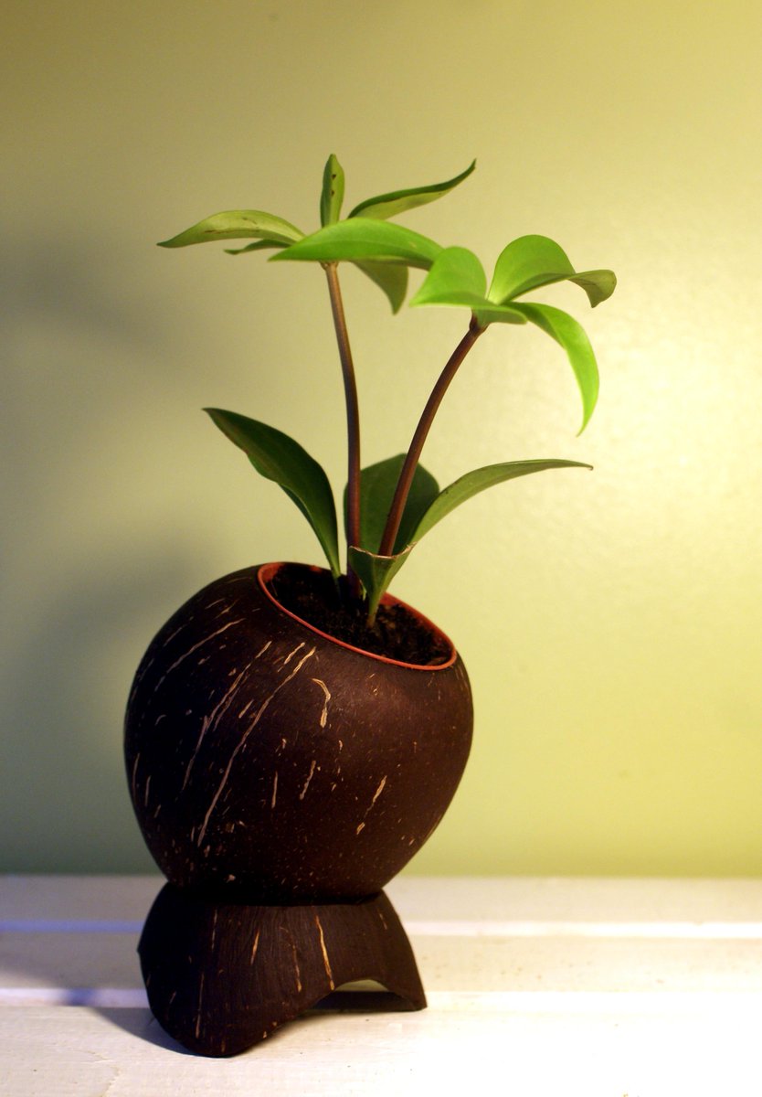 NutCraftUK's tweet photo. Smooth Coconut Planter #nutcraft http://t.co/Mz6lEfYM3T