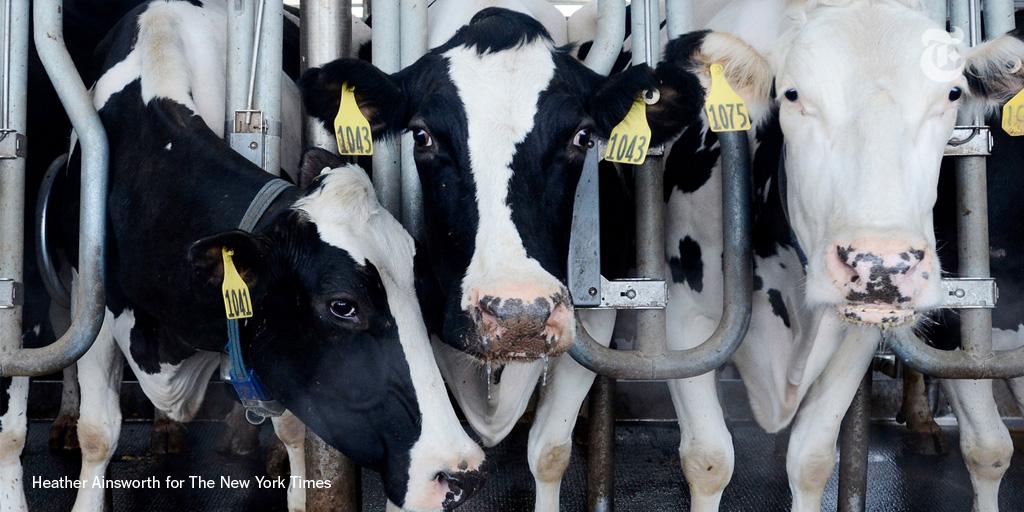 NYTSports's tweet photo. The secret to Cornell athletes' post-workout recovery: Chocolate milk from an on-campus dairy. http://t.co/adSsC4JHDE http://t.co/KEA4LuQa7a