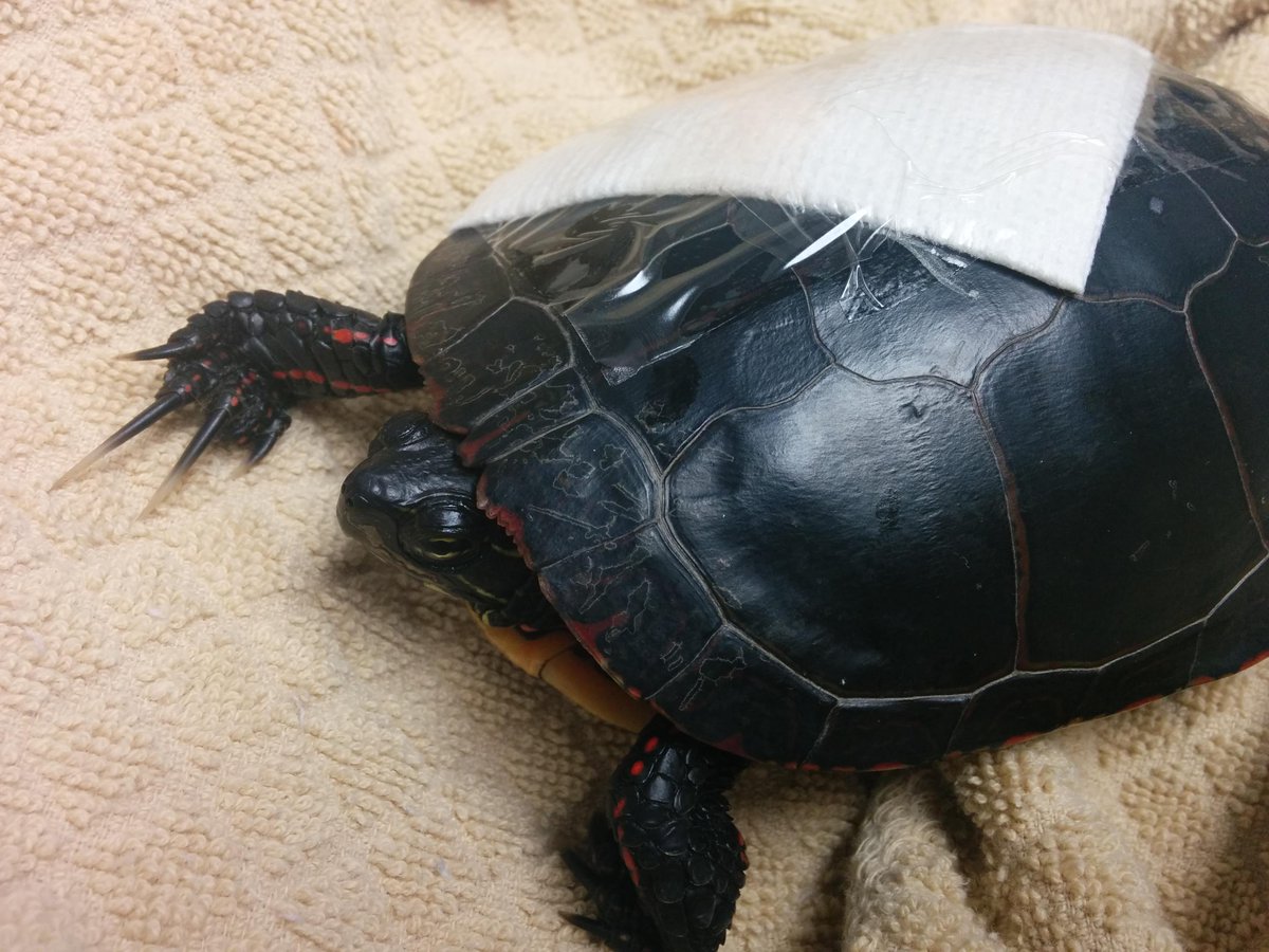 OntarioTurtleCC's tweet photo. First turtle of 2015 admitted Friday- Keep an eye out, the turtles are on the move! http://t.co/9MmjdZCkDn