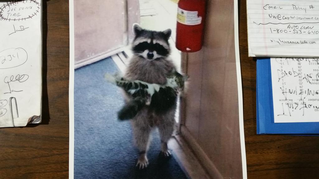 Jay Raggz 🇺🇸 ✭✭ tweet media