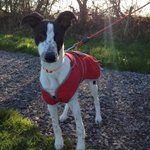 Photo by Animal Concern Cumbria (@AnimalConcernW)