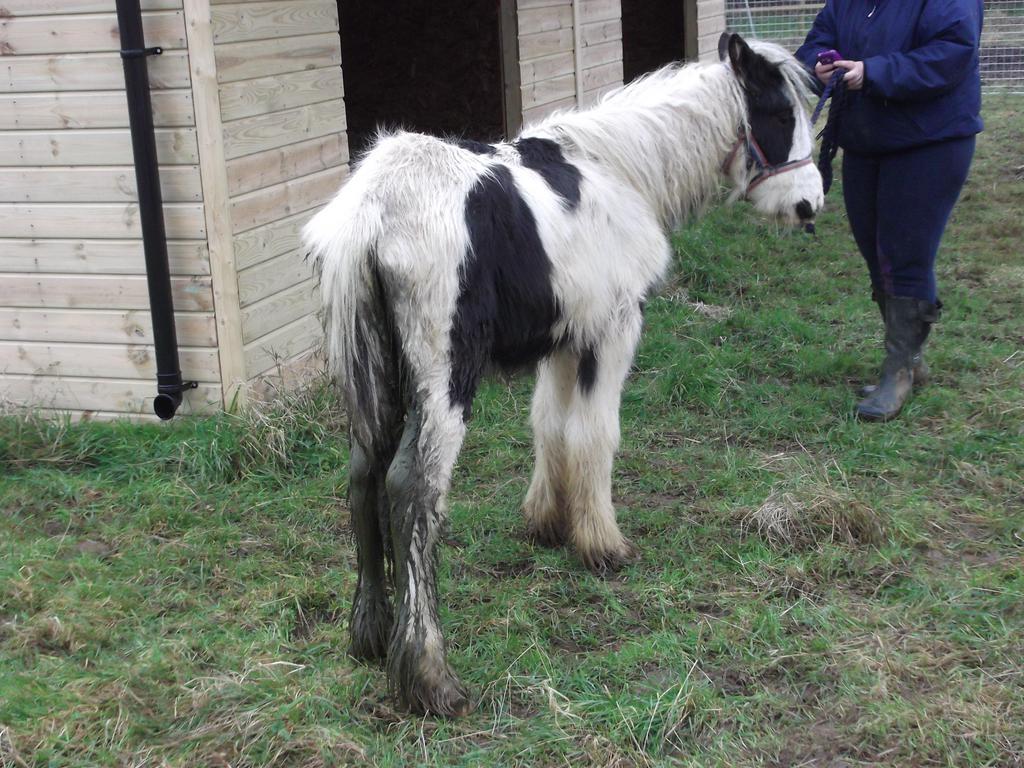 linny_jb's tweet photo. @thehorses_voice pls Click link on above tweet as #SpiritsFund is in #HorseHour hilights #EquineCrisis #HorseWelfare http://t.co/9s7d9BMBmh