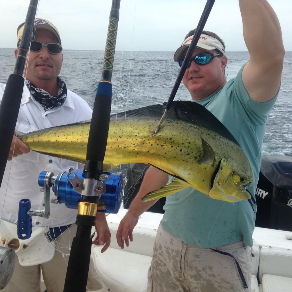 BamBamFishing's tweet photo. Couple mahi from yesterday. @MercuryMarine @jack51005 @VagabondFlyMag @FinalApproachFT  #meatshot @WickedTuna http://t.co/AeMHwj4UiK