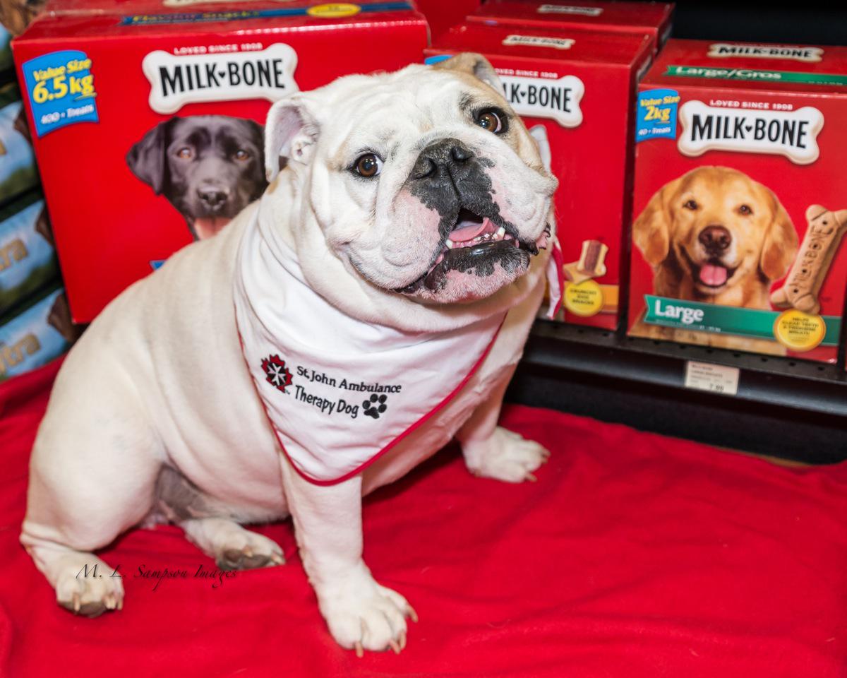 SJA TDogs Niagara tweet media