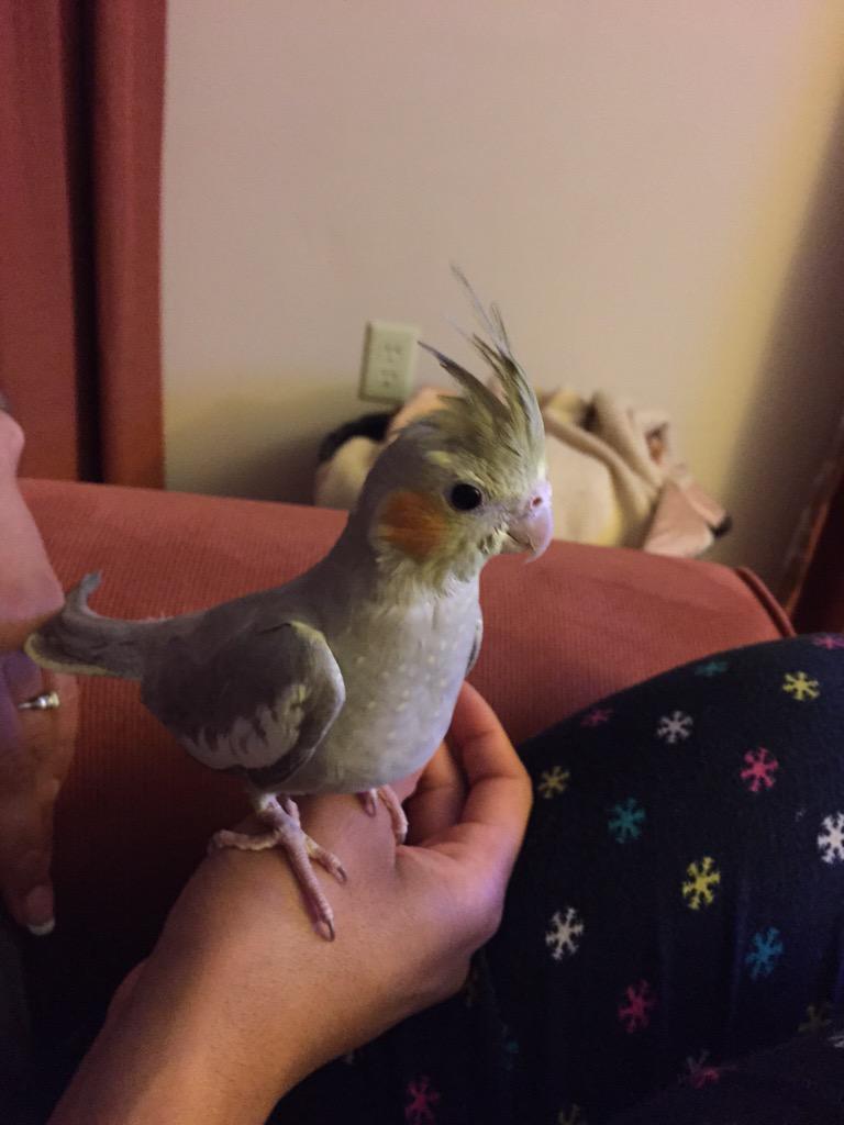 drazen83's tweet image. New addition to the family!