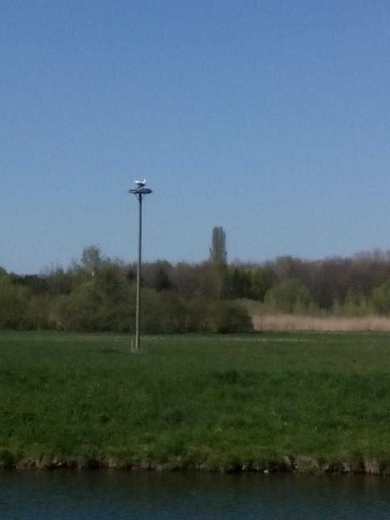 sokosofa's tweet photo. Störche in #FFM #Frankfurt #Bonames... Heute Nachmittag gesichtet. http://t.co/rLMDtiqzz2