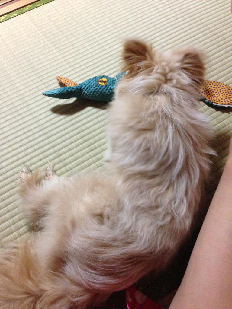 コタニヨーコ Yokokotani Twitter