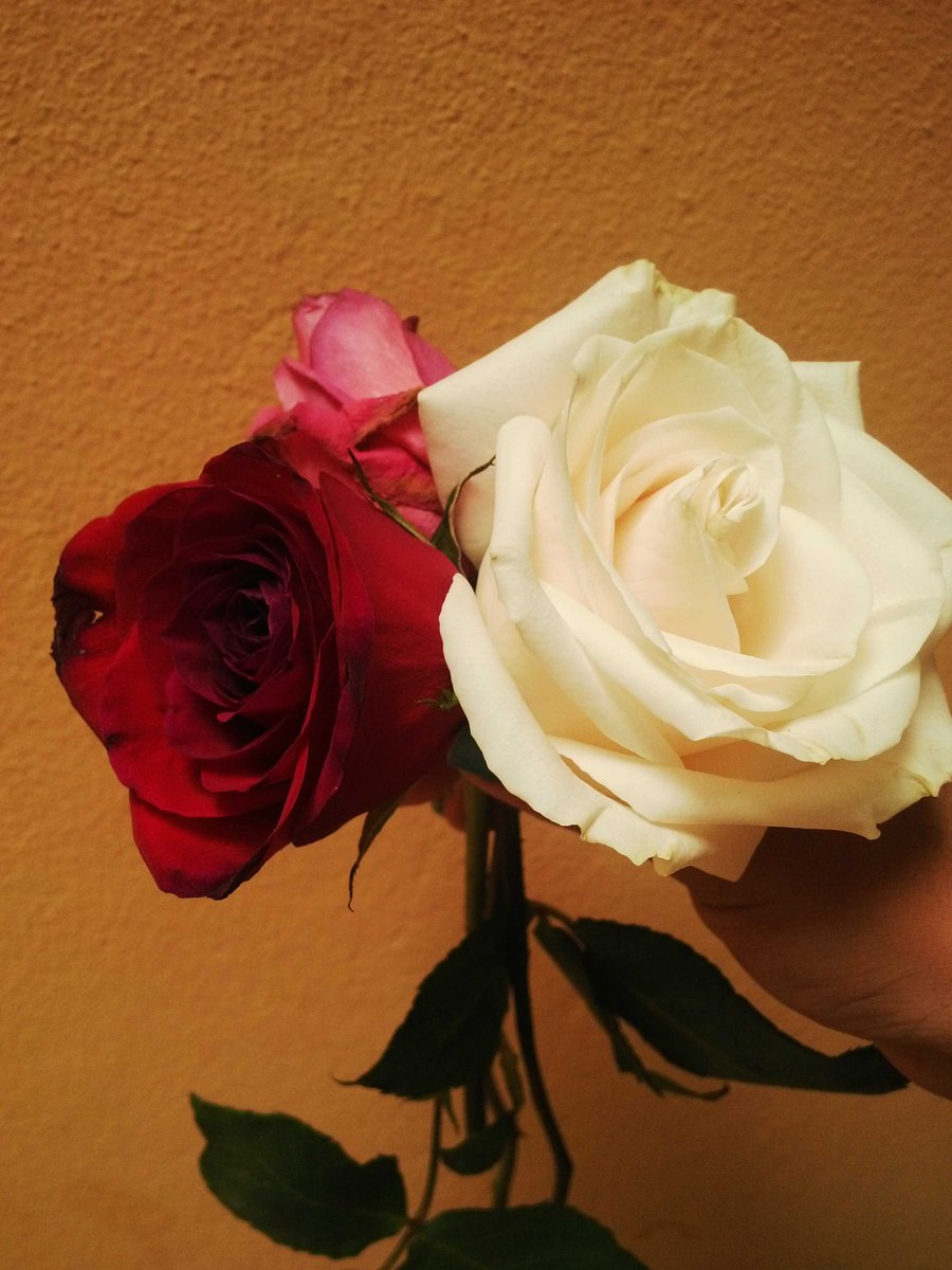 Chocolatico07's tweet photo. Más rosas.. http://t.co/lhegXD9Ujw
