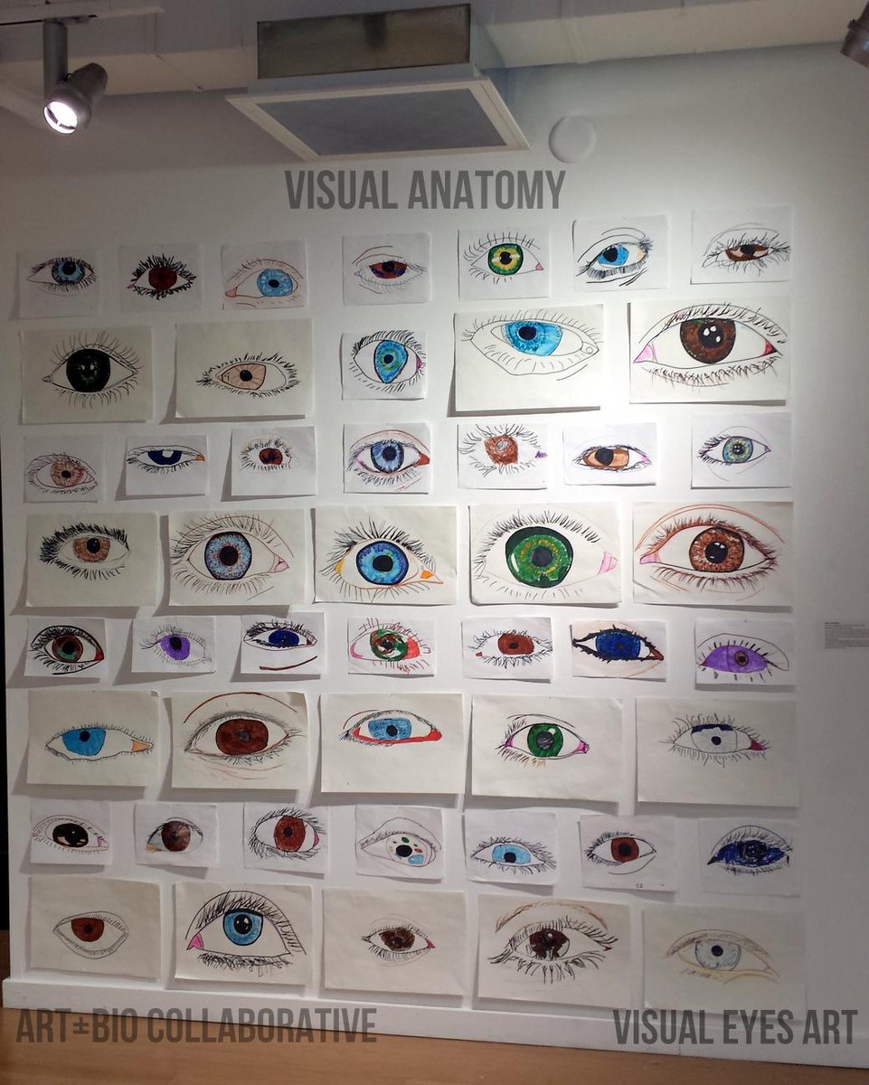 ArtBioCollab's tweet photo. SEE our #CitizenSciArt piece–#VisualAnatomy–created at #CambSciFest,  @MassArt this week! #SciArt #BioArt @CSFtweets http://t.co/NObIqFasXg