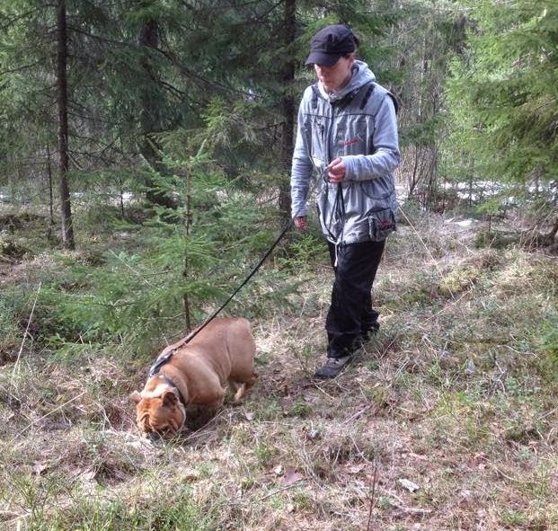 Wheelbacks's tweet photo. Kyllä #bulldoggi osaa käyttää nenäänsä. #Jäljestys onnistuu, kun vähän harjoittelee. #koirat http://t.co/KSpsT1Mxll http://t.co/NRCegIqYvz
