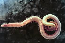 annelidaislife's tweet photo. My friend the worm wanted to say hey to you all. #Hi http://t.co/Dg7SWBOgQ4