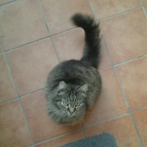 Viene, mangia, fa due smorfie e se ne va. La relazione perfetta. http://t.co/6O4SbKCSgw